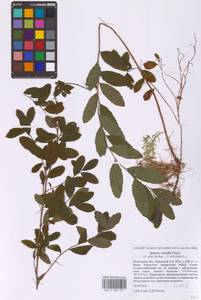 Spiraea × rosalba Dippel, Eastern Europe, Moscow region (E4a) (Russia)