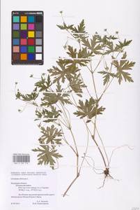 Geranium sibiricum L., Eastern Europe, Central region (E4) (Russia)