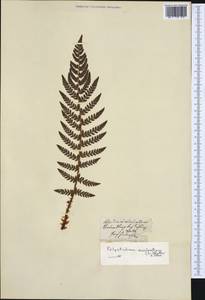 Polystichum aculeatum (L.) Roth, Western Europe (EUR)