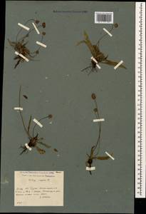 Plantago lanceolata L., Caucasus, Georgia (K4) (Georgia)