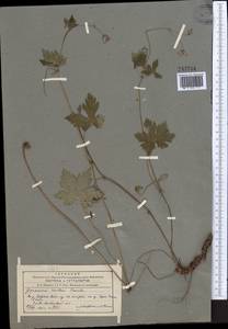 Geranium rectum Trautv., Middle Asia, Western Tian Shan & Karatau (M3) (Kyrgyzstan)