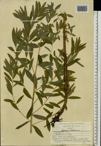 Euphorbia palustris L., Eastern Europe, Volga-Kama region (E7) (Russia)