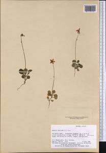 Moneses uniflora (L.) A. Gray, America (AMER) (United States)