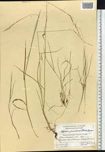 Elymus jacutensis (Drobow) Tzvelev, Siberia, Central Siberia (S3) (Russia)