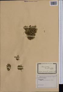 Silene acaulis (L.) Jacq., Western Europe (EUR) (Austria)