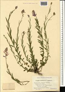 Polygala major Jacq., Caucasus, Black Sea Shore (from Novorossiysk to Adler) (K3) (Russia)