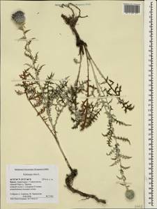 Echinops ritro subsp. ruthenicus (M. Bieb.) Nyman, Crimea (KRYM) (Russia)