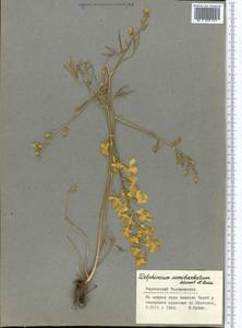Delphinium semibarbatum Bien. ex Boiss., Middle Asia, Pamir & Pamiro-Alai (M2) (Tajikistan)