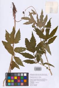 Filipendula ulmaria (L.) Maxim., Eastern Europe, Northern region (E1) (Russia)