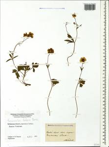 Ranunculus buhsei Boiss., Caucasus, Stavropol Krai, Karachay-Cherkessia & Kabardino-Balkaria (K1b) (Russia)