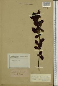 Cotoneaster acutifolius Turcz., Siberia, Baikal & Transbaikal region (S4) (Russia)