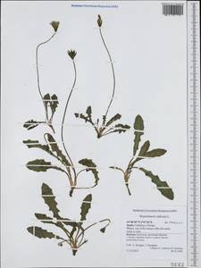 Hypochaeris radicata L., Western Europe (EUR) (Spain)