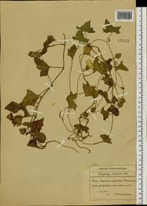 Calystegia hederacea Wall., Siberia, Russian Far East (S6) (Russia)
