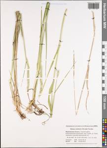 Elymus uralensis (Nevski) Tzvelev, Eastern Europe, Northern region (E1) (Russia)