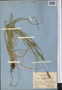Carex polyphylla, Middle Asia, Dzungarian Alatau & Tarbagatai (M5) (Kazakhstan)