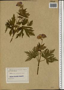 Geranium pratense L., Eastern Europe (no precise locality) (E0) (Not classified)