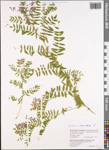 Vicia cassubica L., Eastern Europe, Middle Volga region (E8) (Russia)
