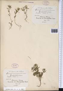 Ziziphora tenuior L., Middle Asia, Western Tian Shan & Karatau (M3) (Tajikistan)