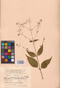 Circaea lutetiana L., Eastern Europe, West Ukrainian region (E13) (Ukraine)