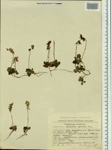 Orthilia secunda (L.) House, Siberia, Chukotka & Kamchatka (S7) (Russia)