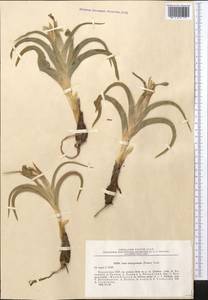 Iris tubergeniana Foster, Middle Asia, Syr-Darian deserts & Kyzylkum (M7) (Kazakhstan)