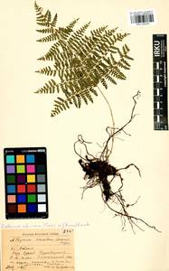Diplazium sibiricum (Turcz. ex Kunze) Sa.Kurata, Siberia, Baikal & Transbaikal region (S4) (Russia)
