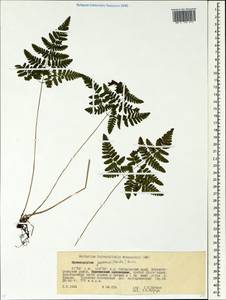 Gymnocarpium jessoense, Siberia, Russian Far East (S6) (Russia)