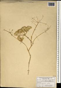 Leiotulus porphyrodiscus (Stapf & Wettst.) Pimenov & Ostr., South Asia, South Asia (Asia outside ex-Soviet states and Mongolia) (ASIA) (Iran)