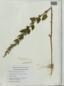 Chenopodium suecicum Murr, Eastern Europe, Central forest region (E5) (Russia)