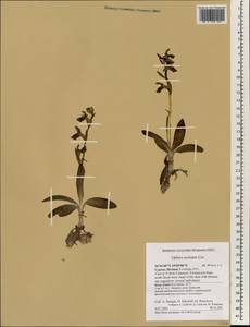 Ophrys scolopax Cav., South Asia, South Asia (Asia outside ex-Soviet states and Mongolia) (ASIA) (Cyprus)