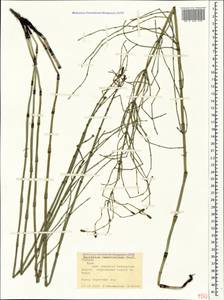 Equisetum ramosissimum Desf., Crimea (KRYM) (Russia)