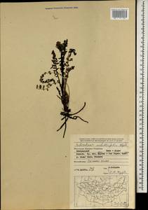 Pedicularis achilleifolia Stephan ex Willd., Mongolia (MONG) (Mongolia)