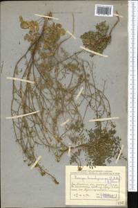 Rorippa brachycarpa (C. A. Mey.) Hayek, Middle Asia, Caspian Ustyurt & Northern Aralia (M8) (Kazakhstan)