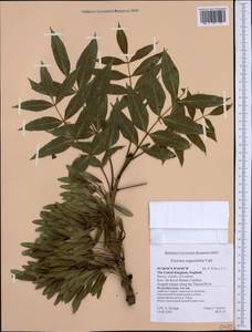 Fraxinus angustifolia Vahl , nom. cons., Western Europe (EUR) (United Kingdom)