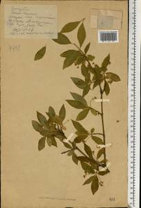 Euonymus, Eastern Europe, North Ukrainian region (E11) (Ukraine)