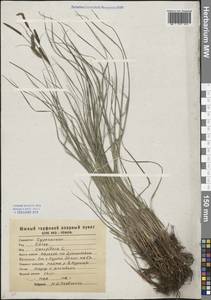 Carex cespitosa L., Eastern Europe, Central forest-and-steppe region (E6) (Russia)