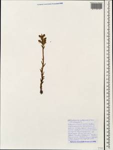 Orobanche pubescens Dum.-Urville, Caucasus, Black Sea Shore (from Novorossiysk to Adler) (K3) (Russia)