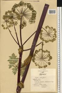 Angelica archangelica L., Eastern Europe, Middle Volga region (E8) (Russia)