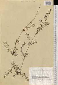 Galium mollugo L., Siberia, Western Siberia (S1) (Russia)