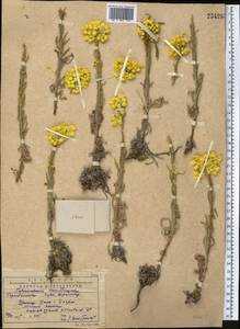 Helichrysum maracandicum Popov ex Kirp., Middle Asia, Western Tian Shan & Karatau (M3) (Kazakhstan)