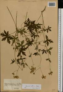 Geranium collinum Stephan ex Willd., Eastern Europe, South Ukrainian region (E12) (Ukraine)