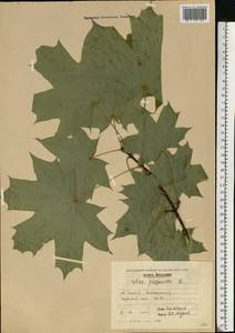 Acer platanoides L., Eastern Europe, Moldova (E13a) (Moldova)