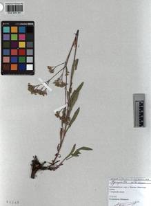 KUZ 004 361, Gypsophila altissima L., Siberia, Altai & Sayany Mountains (S2) (Russia)