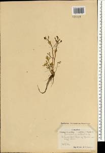 Ranunculus sceleratus L., Mongolia (MONG) (Mongolia)