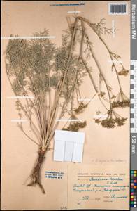 Kitagawia baicalensis (Redowsky ex Willd.) Pimenov, Middle Asia, Northern & Central Kazakhstan (M10) (Kazakhstan)