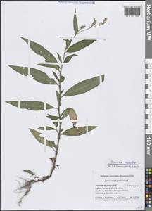 Persicaria maculosa Gray, Crimea (KRYM) (Russia)