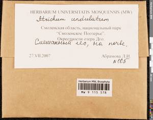 Atrichum undulatum (Hedw.) P. Beauv., Bryophytes, Bryophytes - Middle Russia (B6) (Russia)