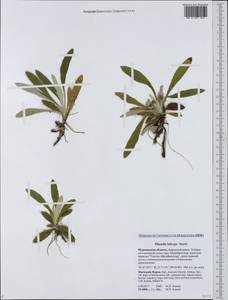 Pilosella peleteriana subsp. subpeleteriana (Nägeli & Peter) P. D. Sell, Eastern Europe, Northern region (E1) (Russia)
