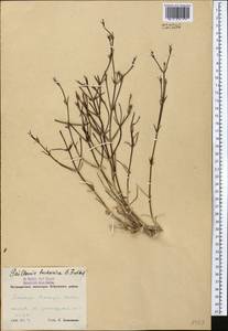Plocama bucharica (B.Fedtsch. & Des.-Shost.) M.Backlund & Thulin, Middle Asia, Pamir & Pamiro-Alai (M2) (Uzbekistan)