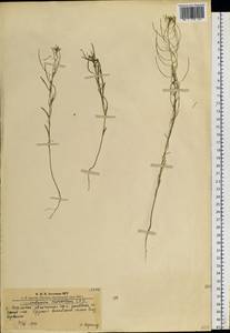 Dontostemon micranthus C. A. Mey., Siberia, Altai & Sayany Mountains (S2) (Russia)